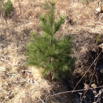 Pine Trees - Eastern White Pine (6 Trees - 12-24 inches)