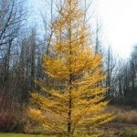 Tamarack Trees (6 Trees - 12-24 inches)
